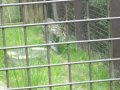 IMGP0868.JPG